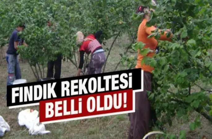 Ordu Fındık Rekoltesi Belirlendi