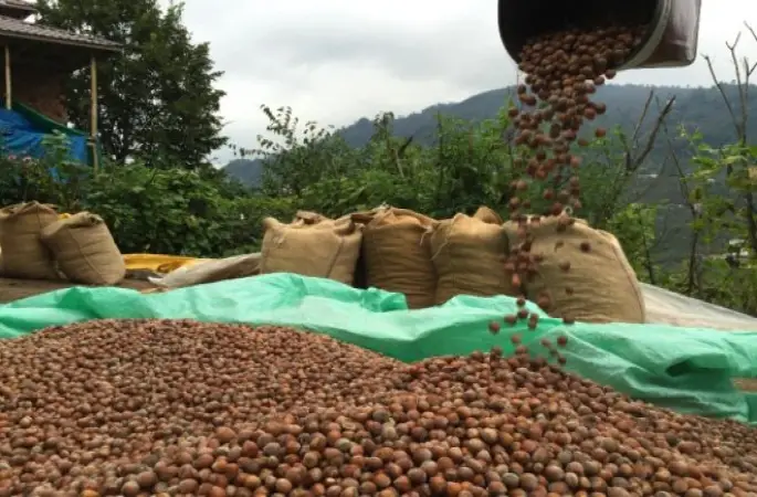 Ordu Serbest Piyasada Fındık 8,5 Lira