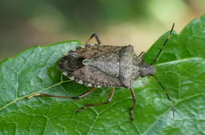 Ordu Tarım Müdürlüğü'nden Kahverengi Kokarca Uyarısı: Cezbet-Yok Et Yöntemiyle Mücadele Zamanı!