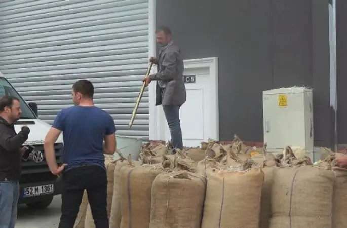 Ordu TMO Fındık Alımına Başladı