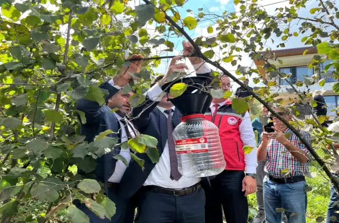 Ordu Ulubey’de Kahverengi Kokarca Zararlısına Karşı Feromon Tuzaklarla Mücadele