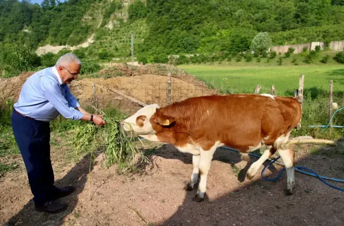 Ordu'da 5’li Karışım Kaba Yem Desteği Üreticilerin Yüzünü Güldürdü