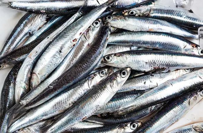 Ordu’da Av Yasağının Sona Ermesiyle Balık Şöleni: Marmara Hamsisi Tezgahlarda