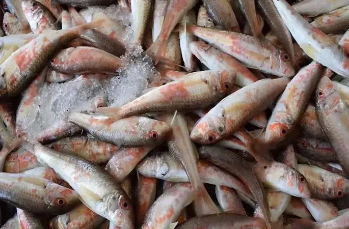 Ordu’da Balık Fiyatları Kaç TL Oldu?