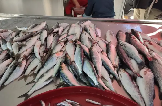Ordu’da Balık Fiyatları Nedir? 17 Nisan 2025