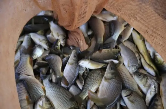 Ordu'da Balıkçı Tezgahları Dolmaya Başladı