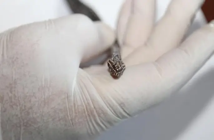 Ordu'da Baran Engereği Bulundu