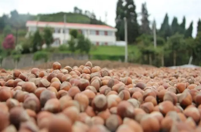 Ordu'da Dolu Yağışının Fındığa Etkisi Araştırılacak