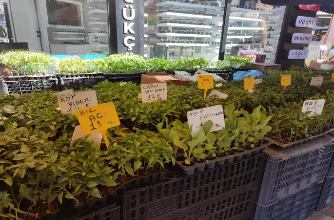 Ordu’da Fide Sezonu Başladı, Fiyatlar Cep Yakıyor