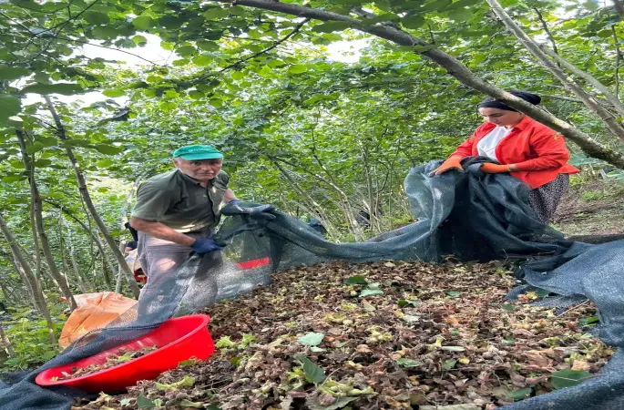 Ordu’da File Yöntemi Sonuç Verdi! 80 Yevmiye Giden Bahçeyi Bakın Kaç Kişi İle Topladı!