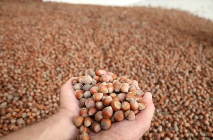 Ordu'da Fındık 8 Liradan İşlem Gördü