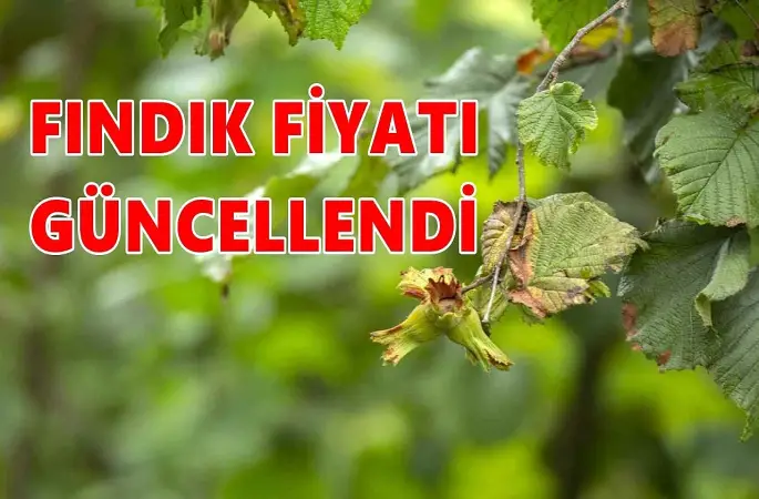 Ordu'da Fındık Fiyatı 07.11.2024