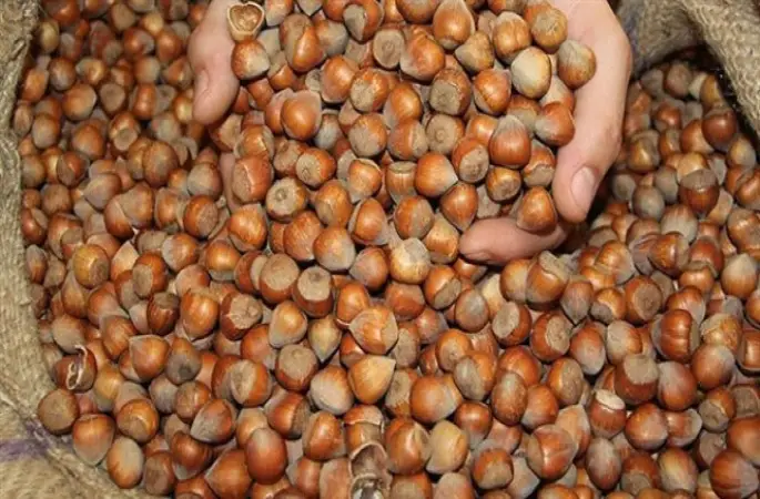 Ordu'da Fındık Fiyatı 11 Liraya Düştü!