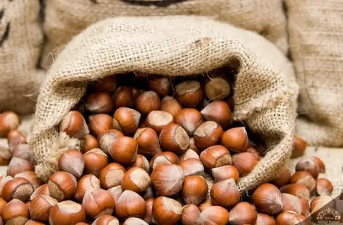 Ordu’da Fındık Fiyatları Kaç TL Oldu?