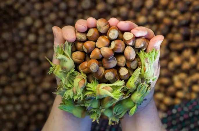 Ordu’da Fındık Fiyatları Ne Durumda? 10 Temmuz 2025