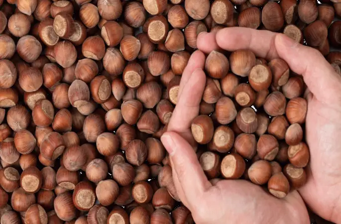 Ordu’da Fındık Fiyatları Ne Durumda? 3 Nisan 2025