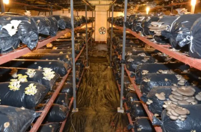 Ordu'da İstiridye Mantarı Yetiştiriciliği Yaygınlaşıyor