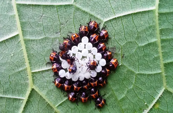 Ordu’da Kahverengi Kokarcaya Karşı Biyolojik Mücadele Sürüyor