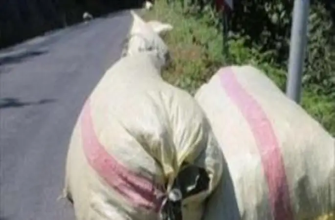 Ordu'da Kamyonetten Üzerine Fındık Çuvalı Düşen İşçi Öldü