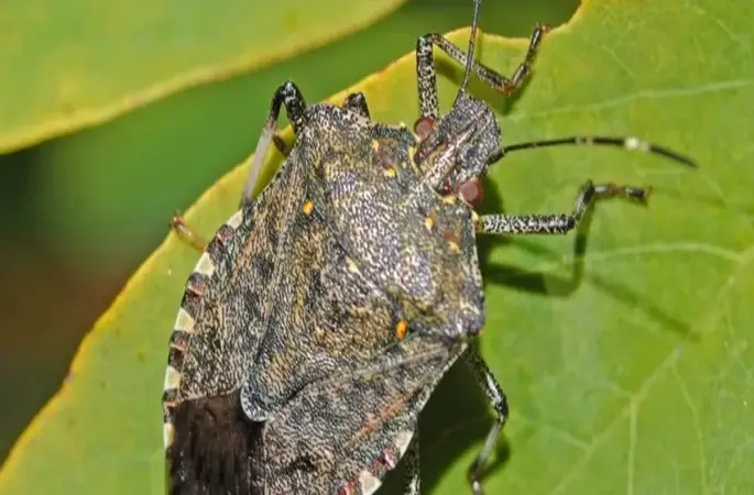 Ordu'da Kokarcaların İnine Giriliyor! İlaçlanan Kışlak Sayısı Açıklandı