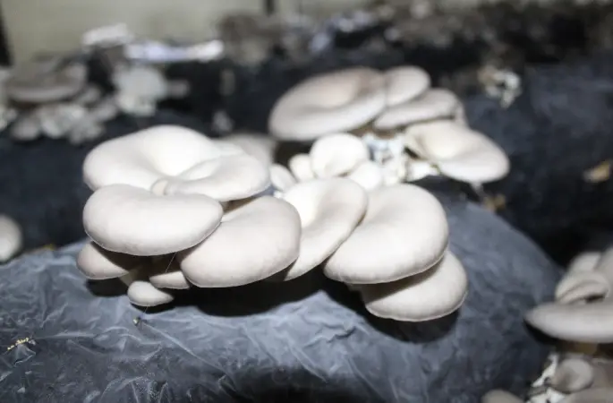 Ordu'da Mantar Üretimi Artıyor: Fatsa’da İstiridye Mantarı Üretimi