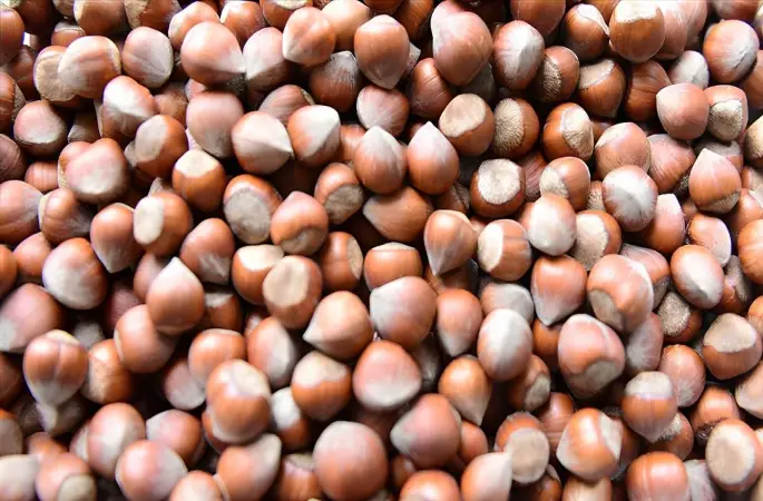 Ordu’da randımanına göre fındık fiyatları