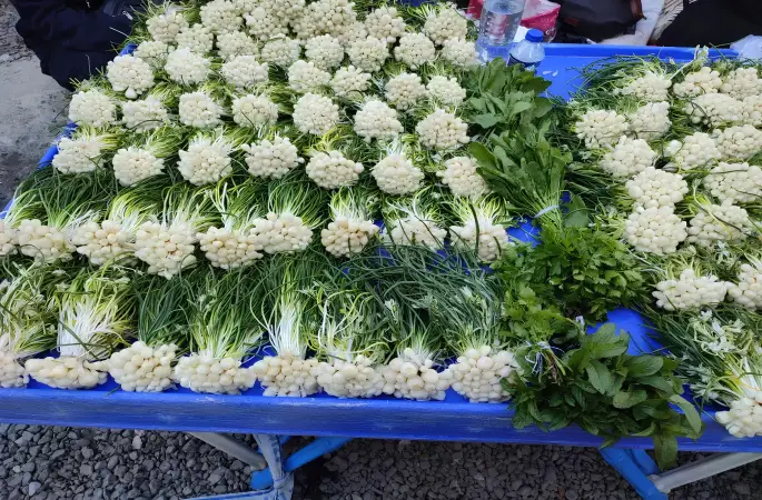 Ordu’da Sakarca Tezgâhlarda Göz Kamaştırdı