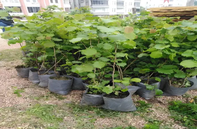 Ordu’da Verimli Fındık Fidanlarına Yoğun İlgi!