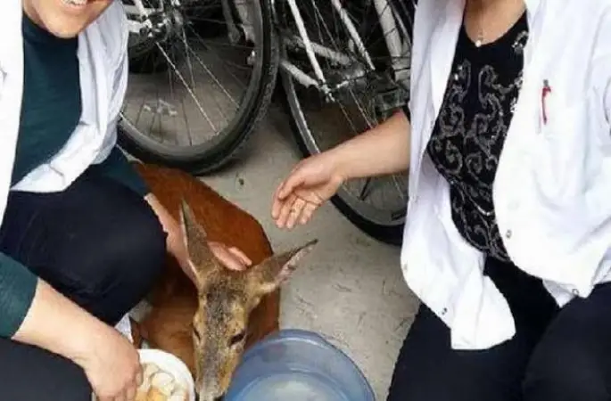 Ordu'da Yavru Karaca Seferberliği