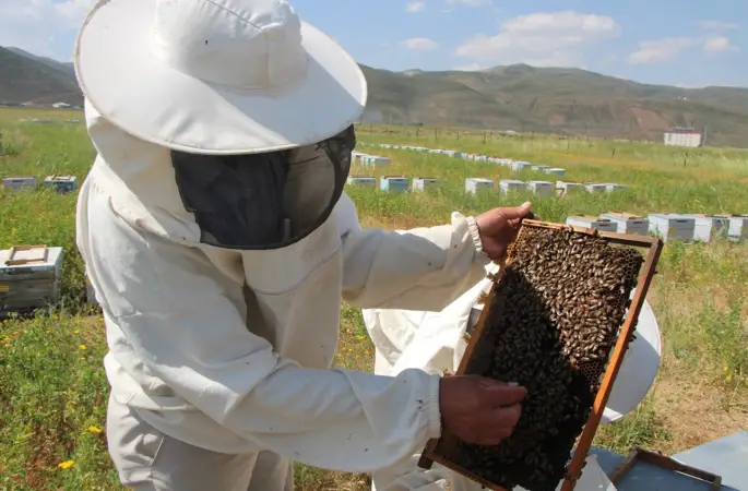 Ordulu Arıcılar Ağrı'da Sezonu 7 Ton Balla Kapattı