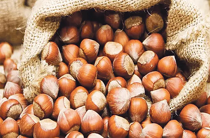 Ordulu fındık üreticileri: "Yevmiyeye gitsek daha çok kazanırdık".