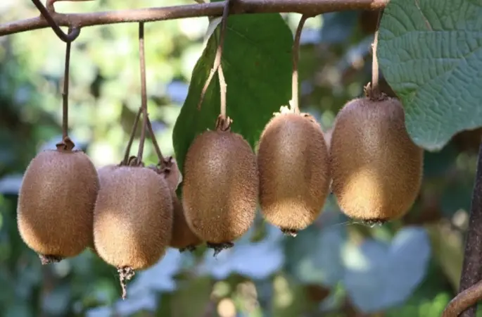 Ordu'nun Coğrafi İşaretli Kivide Hasat Başladı