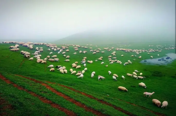 Ordu’nun Turizme Açılan Kapısı Perşembe Yaylası Balon Oldu