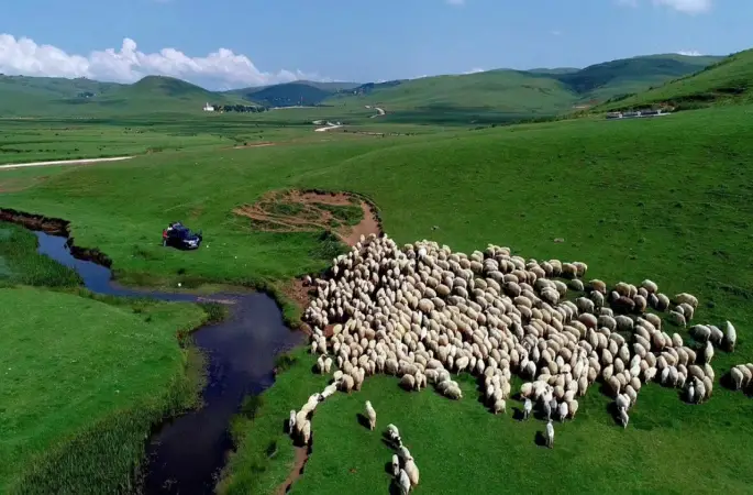 Perşembe Yaylası Siyanür Tehlikesi ile Karşı Karşıya: Menderesler ve Doğa Harikası Yayla Tehlikede