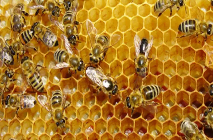 Ordu, Bal üretiminde Türkiyede birinci sırada yer alıyor