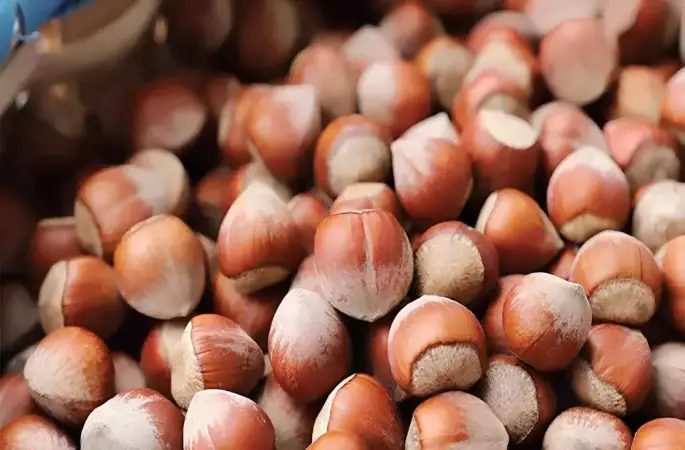 Rekolte Düştü, Fiyatlar Sabit: Ordu'da Randımanına Göre Fındık Fiyatı Ne Kadar?