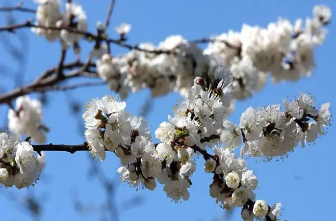 İlk cemre yarın düşecek