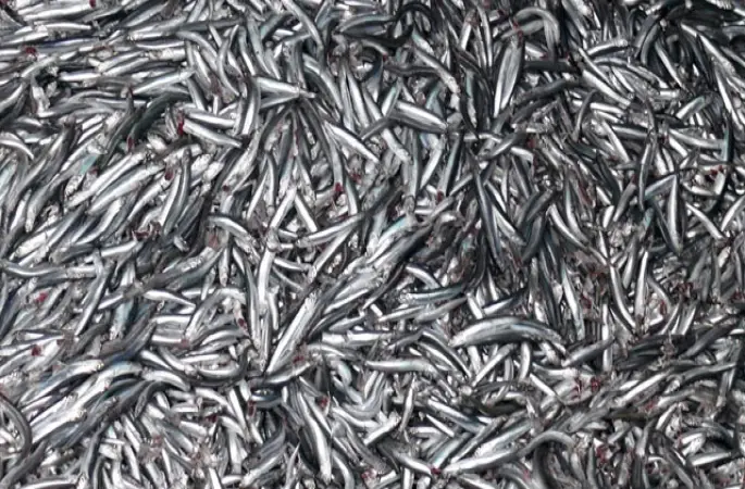 Hamsi fiyatları patladı