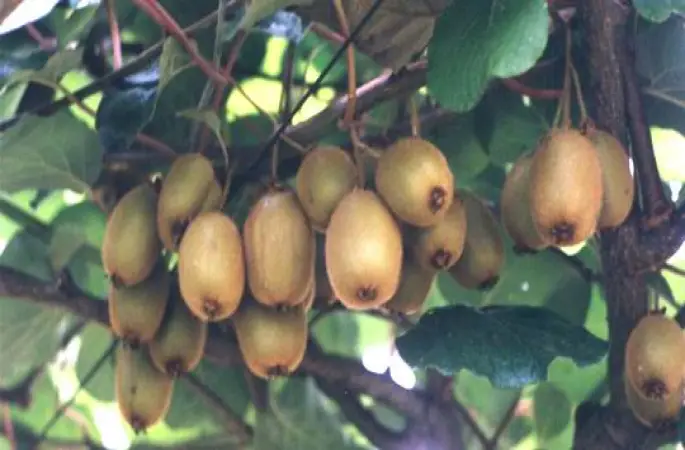 Tüketici, ham toplanan üründen oldukça şikayetçi ve rahatsızız