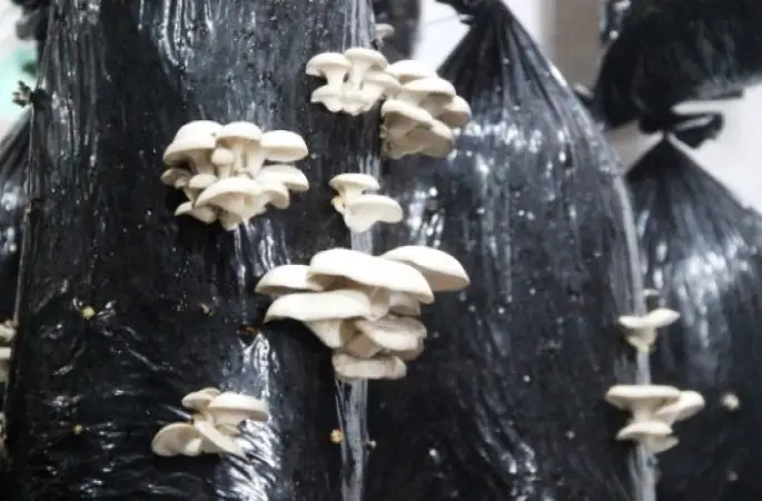 Sosyal Medya İle Gelen Ortaklık