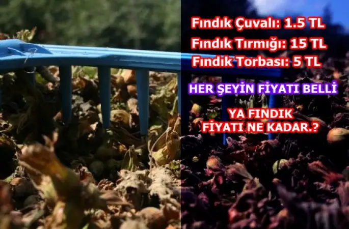 Fiyatı belli olmayan fındığın kendisi