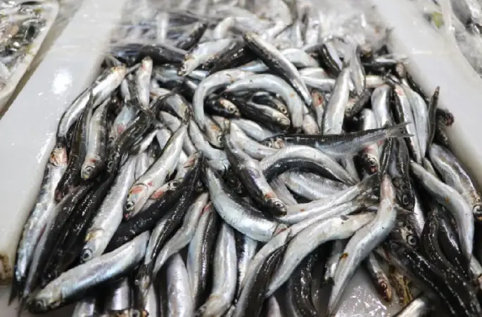 Tekirdağ'da hamsi tezgahlarda yer almaya başladı