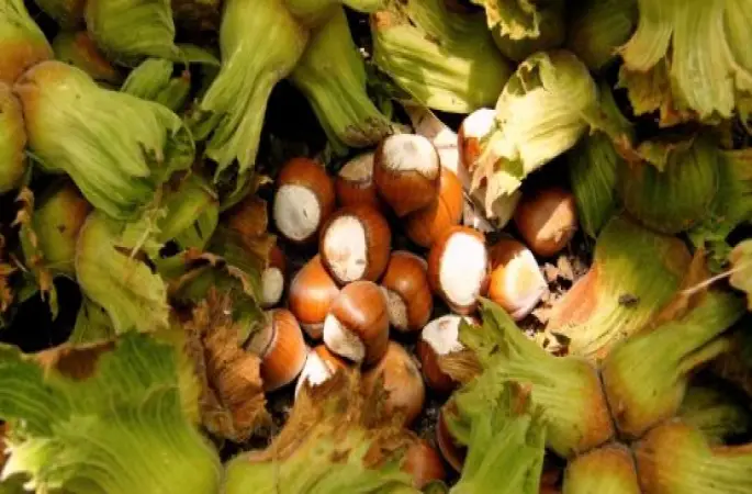 Fındıkçılardan INC ye Tepki