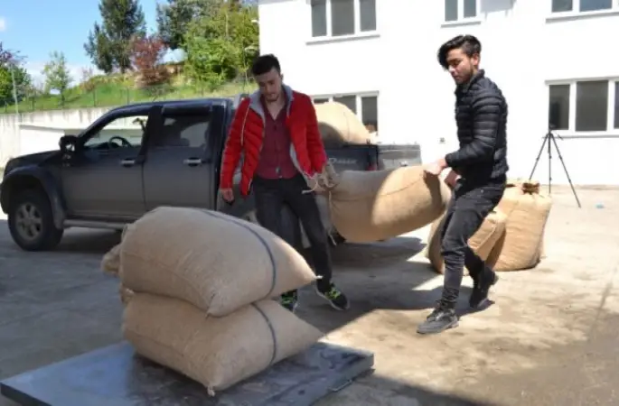 TMO Fındık Alımına Başladı