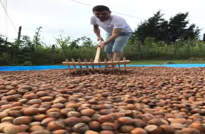 Tmo, Ordu'da İlk Fındığı 6 Eylül'de Alacak