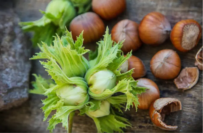 TMO, Türkiye genelinde 27 noktada fındık alımına devam ediyor