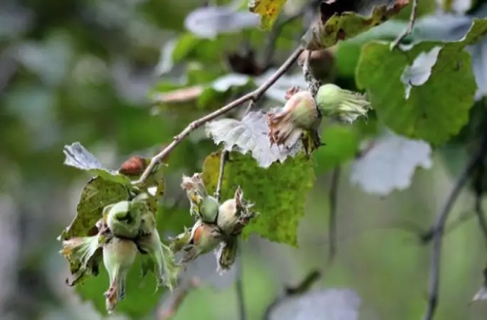 TMO'nun fındık alım kararı