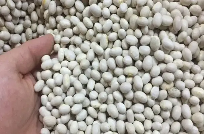 Türkiye Akkuş Şeker Fasulyesini Sevdi