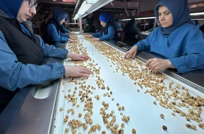 Türkiye'nin İlk 8 Ayında 205 Ton İç Fındık Satışı Gerçekleşti