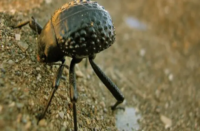 Çöl Böceğini Örnek Alarak Su Sıkıntısına Çözüm Üretti